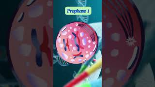 Meiosis science [upl. by Deeyn]