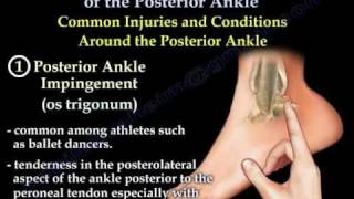 Posterior Ankle  Anatomy And Injury  Everything You Need To Know  Dr Nabil Ebraheim [upl. by Harlan]