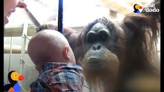 Orangutan Kisses Baby Through Zoo Glass  The Dodo [upl. by Steffy796]