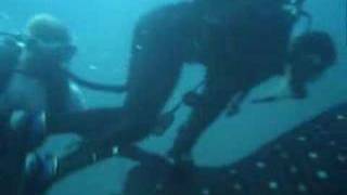 kuwaiti divers have fun with a whale shark [upl. by Sinegold]