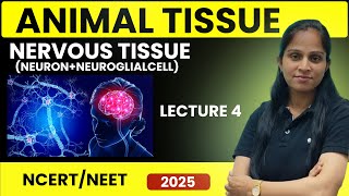 Nervous tissue  Animal tissue  Lecture4  NEET 202425  Suman Yadav [upl. by Lauri440]