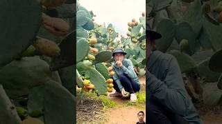 Epic Cactus Fruit Cutting satisfying fruit [upl. by Caldera]