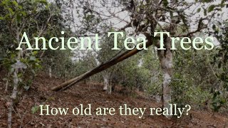 How to estimate the age of ancient tea trees [upl. by Irrahs]