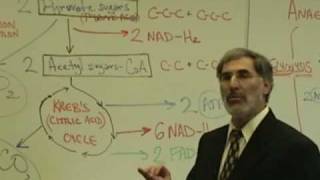 Professor Fink explains CELLULAR RESPIRATION Part 6 Krebs Cycle Electron Transport Chain [upl. by Russon]