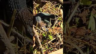 Snake about to moult  beautiful reptile [upl. by Aifoz740]