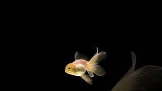 Goldfish swimming on black background [upl. by Ameg354]