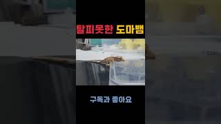 탈피도와줄게 가만히 있어줘ㅠ 파충류 reptiles 애완동물 동물 크레스티드게코도마뱀 반려동물 크레스티드게코 gecko [upl. by Brita6]