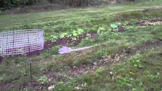 Building a fence for Sugar Snap Peas  Chicken Coop Wire  Trellis Ideas [upl. by Ribaj]