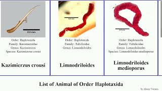 List of Animal of Order Haplotaxida lumbricillus lumbricus worm andrei tuba veneta viridis crassus [upl. by Rother]