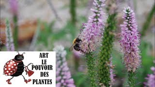 Conseils jardinage Veronica longifolia Taille et entretien Plante vivace [upl. by Aleekat]