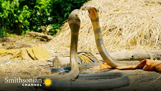 Intense Two King Cobras Fight for a Nearby Queen 🥊 Into the Wild India  Smithsonian Channel [upl. by Simaj561]