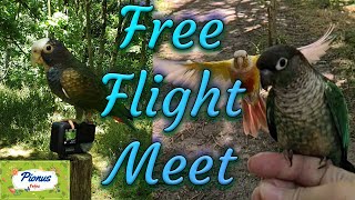 Free Flying Pionus  Free Flight Meet with Fruity Flock [upl. by Ragnar]