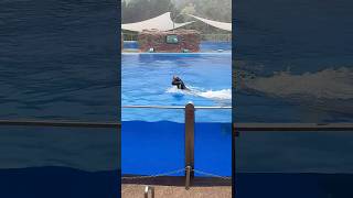 Palmitos Park Dolphin show trainer gets launched palmitospark [upl. by Sirovart]