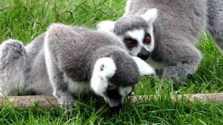 Lemurs [upl. by Audley]