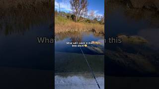 What will I catch in a DITCH👀 fishing shorts [upl. by Eisus]