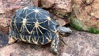 Indian Star Tortoise Life Conservation and Threats [upl. by Sirc]