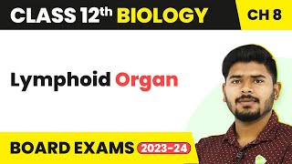 Lymphoid Organ  Human Health and Disease  Class 12 Biology 202223 [upl. by Garbe]