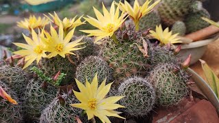 Mammillaria cactusPin cushion cactusbeautiful flowerscare [upl. by Icart]