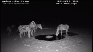 NamibiaCam Burchell‘s and Hartmanns Zebra together  14 November 2021 [upl. by Ranna956]