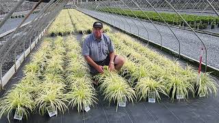 Liriope Silvery Sunproof Lily Turf  Easy to Grow ToughAsNails Evergreen Ground Cover 👍😉💚👏 [upl. by Duncan]