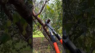 AdjustableLength Pruning Shears  Versatile Tool for Gardens and Orchards [upl. by Croix]