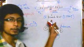 RNA splicing part 2 self splicing [upl. by Jamey512]