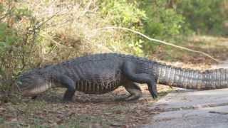 Alligator Walking [upl. by Anaoy]