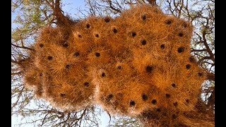 Social weaver birds one massive bird city [upl. by Idel597]