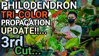 PHILODENDRON TRICOLOR PROPAGATION UPDATE 3rd CUT ✨ plantzilla bhl [upl. by Aynotel]