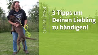 Hundeerziehung ➡️ 3 TIPPS um Deinen Liebling zu bändigen ➡️ Praxisvideo ✔️ [upl. by Lucais310]