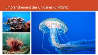 Cours de Zoologie Embranchement des Cnidaires  Dr BOUAM I [upl. by Aloise]