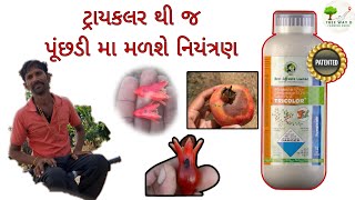 પહેલી વારમા જ ફુગ કામ કરી ગઈ ટ્રાય કલર થી મળ્યું નિયંત્રણ [upl. by Arraet]