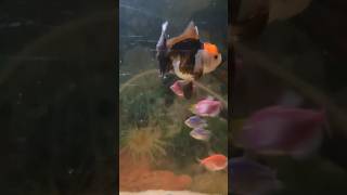 Panda Orinda gold fish new member added nature fish nature viralvideo shorts [upl. by Faber802]