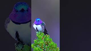 Ecuadorian Hillstar in the rain birds wildbirdphotography wildlife nature beauty ecuador [upl. by Yob723]