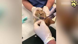 Bot Fly Larva Removal From Cat Plz Keep Your Pets Safe [upl. by Song98]