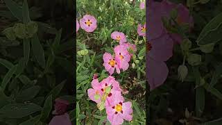 RockroseCistus sps shrub pink papery flowers flora of Seattle US [upl. by Analise]