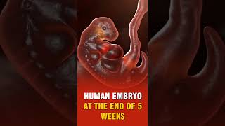 HUMAN EMBRYO AT 5 WEEKS [upl. by Odlaw]