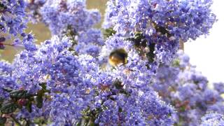 Ceanothus  California Lilac and Red bottom Bumblebee  Hunangsfluga  Skordýr  Skrautrunni [upl. by Petuu]