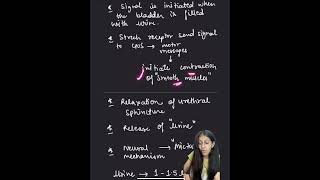 MICTURITION REFLEX excretorysystem biology ncert class11 [upl. by Eudocia]