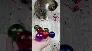 Cat barsik reverse video cat catvideos billi [upl. by Nivri687]