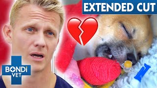 Heartbreaking Condition Discovered On Chihuahua 💔 VOTH Extended Cuts  Bondi Vet [upl. by Kauffmann]