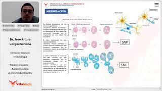 Desarrollo del sistema nervioso  Mielinización [upl. by Odlonra756]