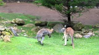 wallaby dad vs red kangaroo at the San Francisco Zoo [upl. by Siravrat922]