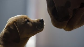 Budweiser Clydesdale Puppy Love Super Bowl 2014 Commercial [upl. by Medardas]