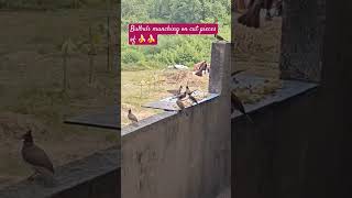 Bulbuls munching on Banana pieces  feedingbirds  birdslover birdwatching redwhiskeredbulbul [upl. by Eigram78]