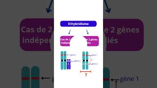 Dihybridisme Explorez Sa Signification Et Ses Cas [upl. by Arteid813]