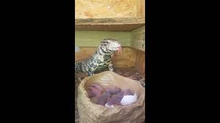 Tegu Eats Ten LIVE Rat Pinkies 🐀🐁🐭 [upl. by Lika504]