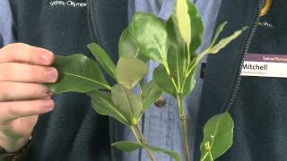 Field Investigations 2  Grey Mangrove leaves [upl. by Drais858]