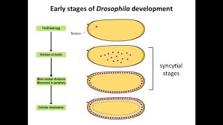 The Regulation of Translation in Developing Drosophila Embryos [upl. by Travers355]