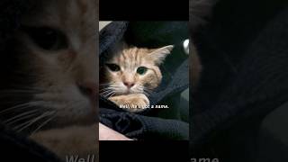 Take your kitten to the vetshorts viralvideo shortsvideo [upl. by Aikkan25]